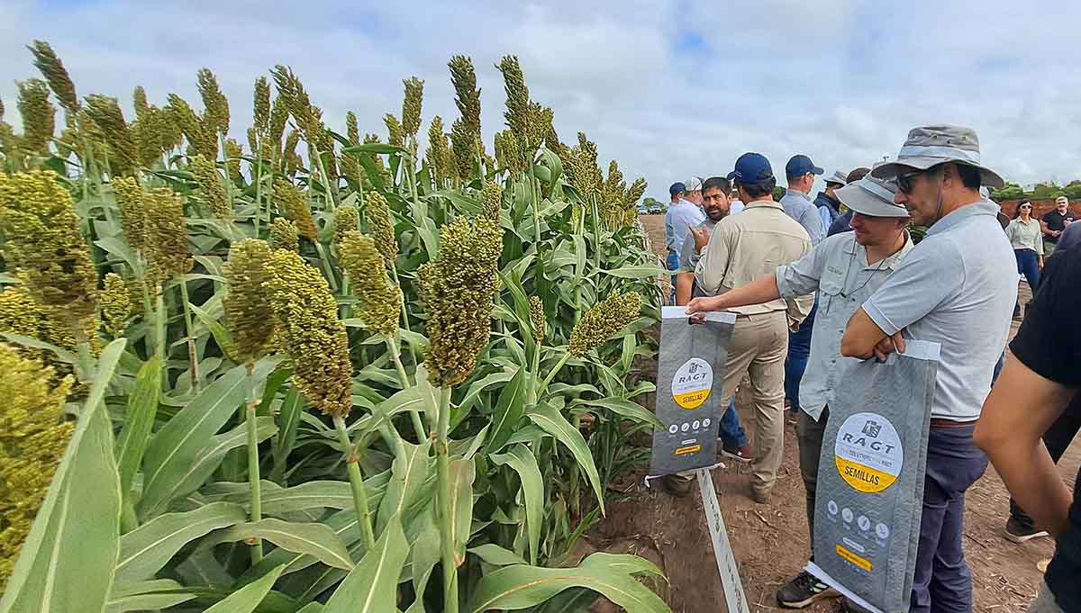 El sorgo, con manejo, podría al menos duplicar su actual rinde promedio